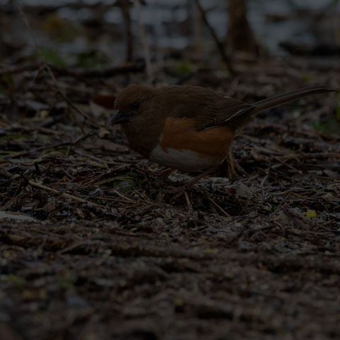 Eastern Towhee