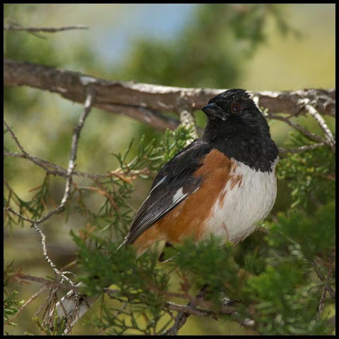 Eastern Towhee