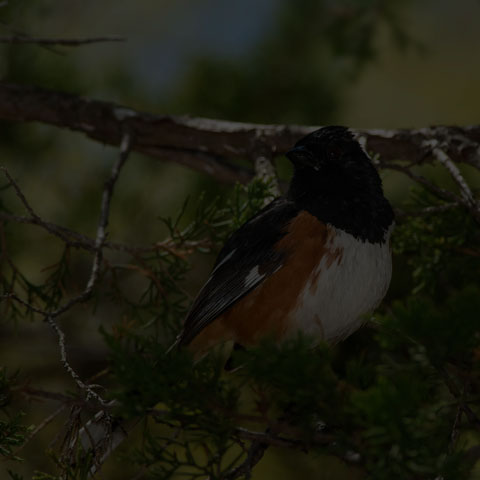 Eastern Towhee
