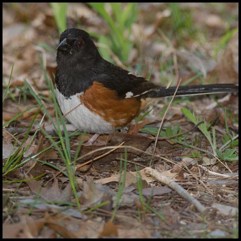 Eastern Towhee