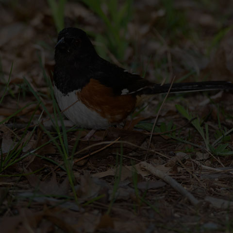 Eastern Towhee