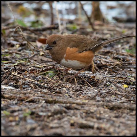Eastern Towhee
