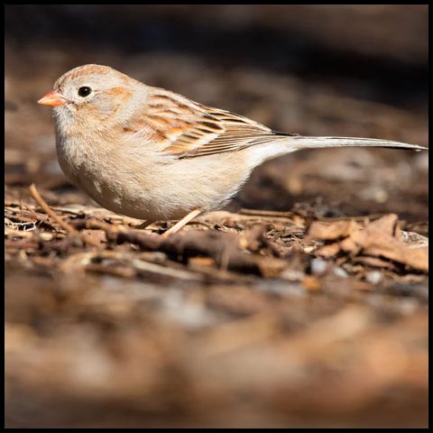 Field Sparrow