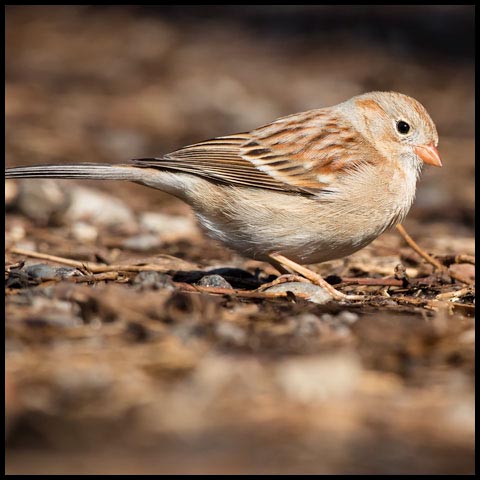 Field Sparrow
