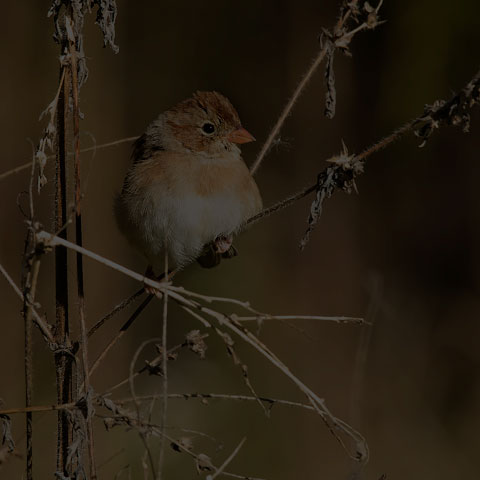 Field Sparrow