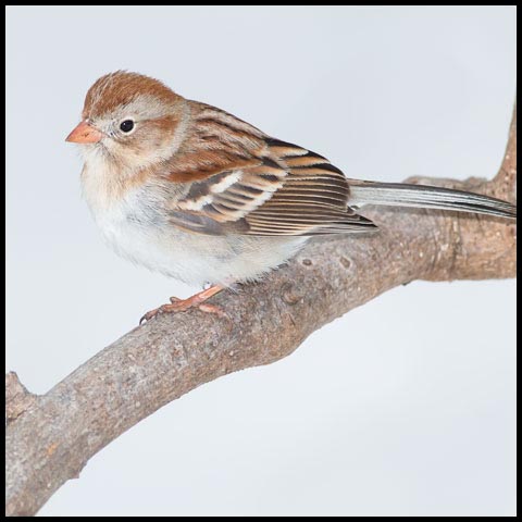 Field Sparrow