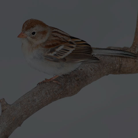 Field Sparrow