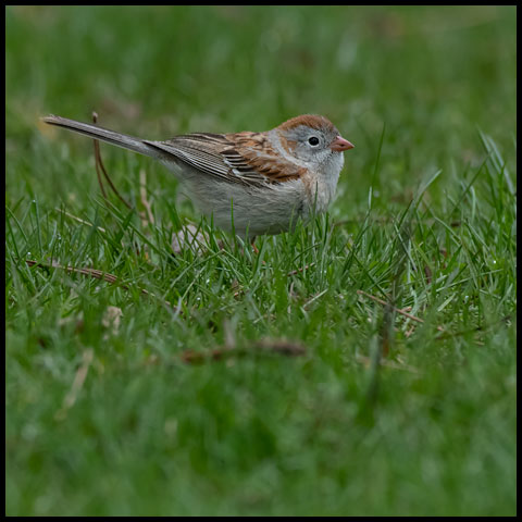 Field Sparrow