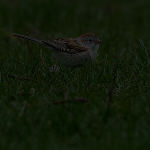 Field Sparrow