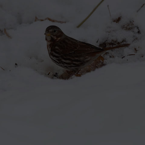 Fox Sparrow