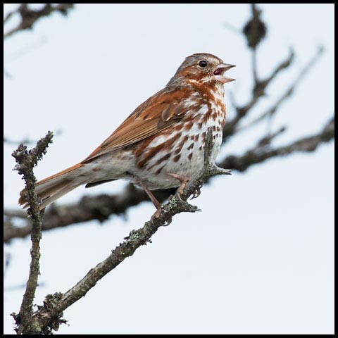 Fox Sparrow