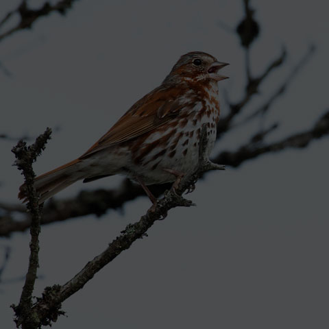 Fox Sparrow
