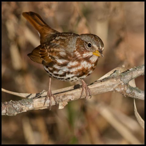 Fox Sparrow