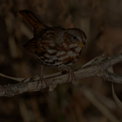 Fox Sparrow