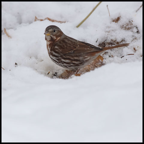 Fox Sparrow