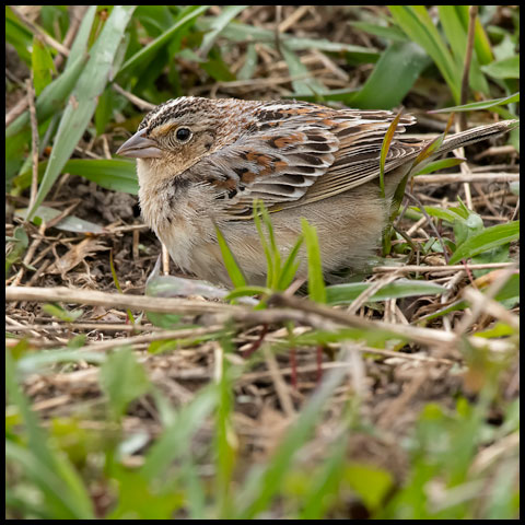 Grasshopper Sparrow