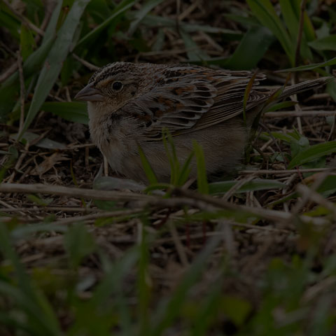 Grasshopper Sparrow