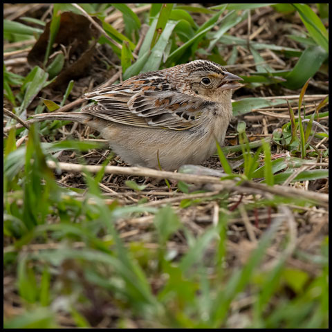 Grasshopper Sparrow