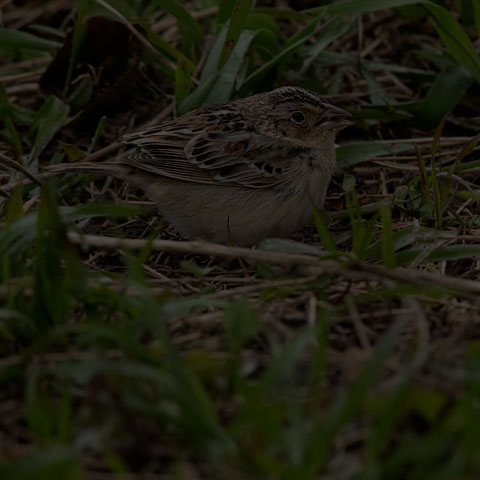 Grasshopper Sparrow