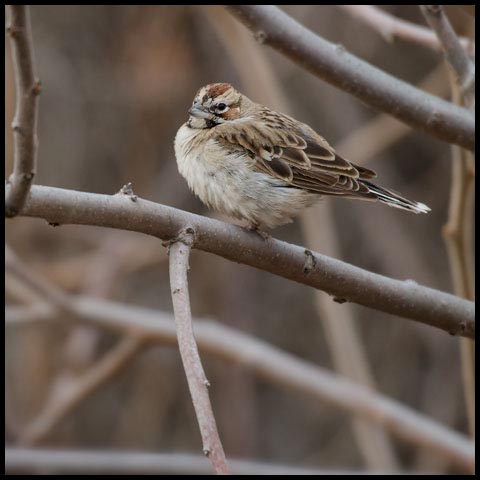 Lark Sparrow