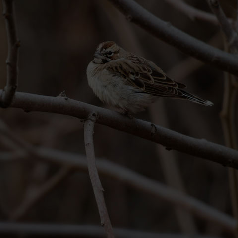 Lark Sparrow