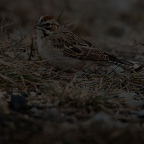 Lark Sparrow