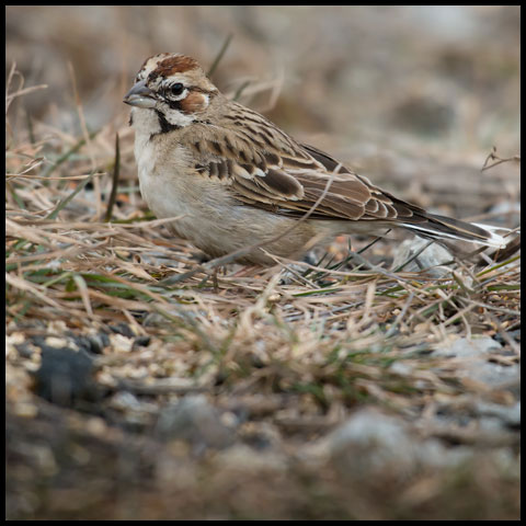 Lark Sparrow