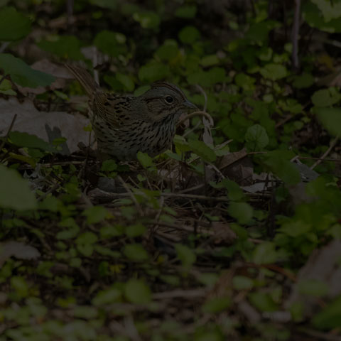 Lincoln's Sparrow