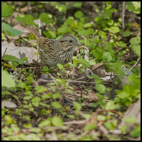 Lincoln's Sparrow