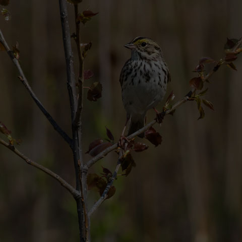 Savannah Sparrow