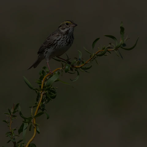 Savannah Sparrow