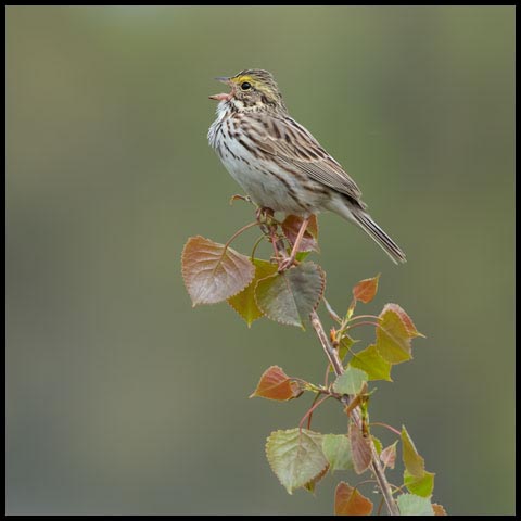 Savannah Sparrow