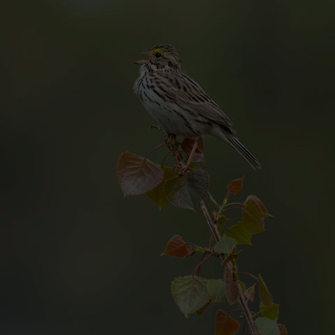 Savannah Sparrow
