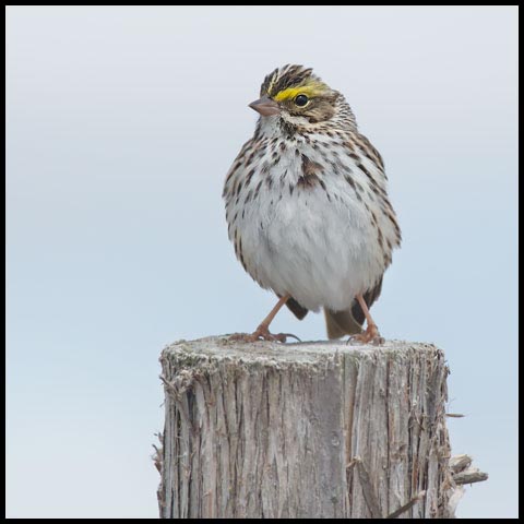 Savannah Sparrow