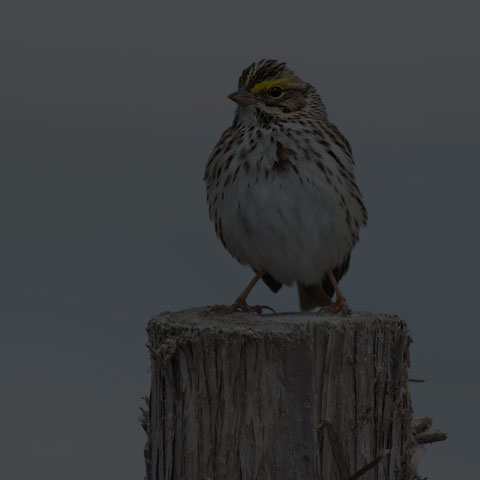 Savannah Sparrow