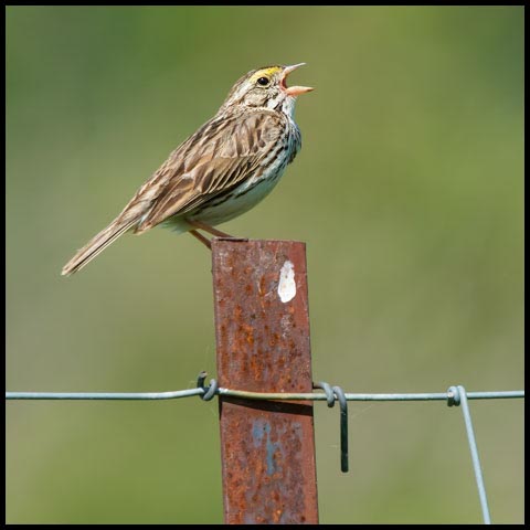 Savannah Sparrow