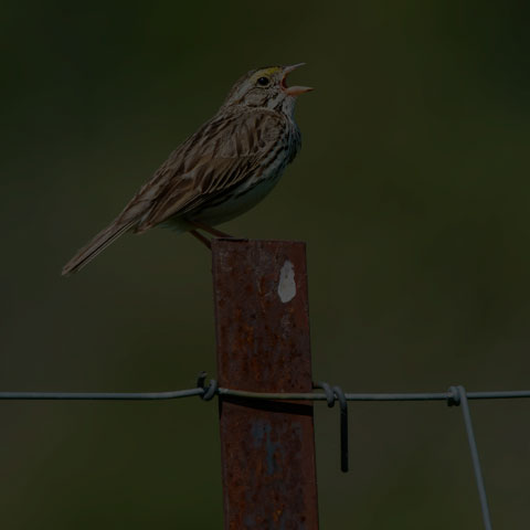 Savannah Sparrow