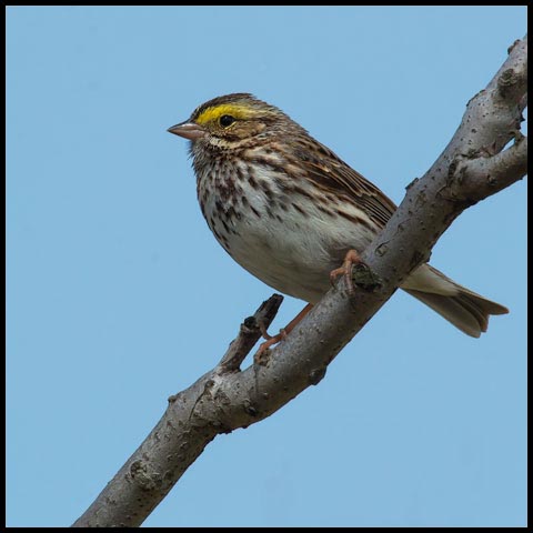Savannah Sparrow