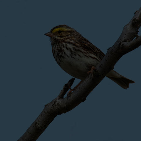 Savannah Sparrow