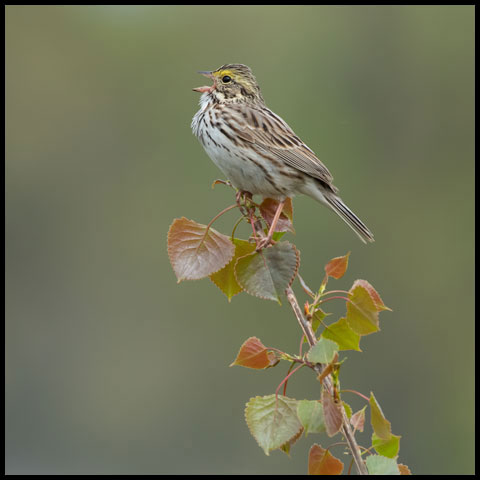 Savannah Sparrow