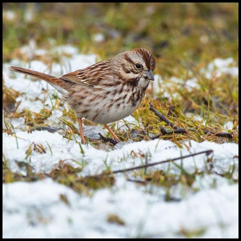 Song Sparrow