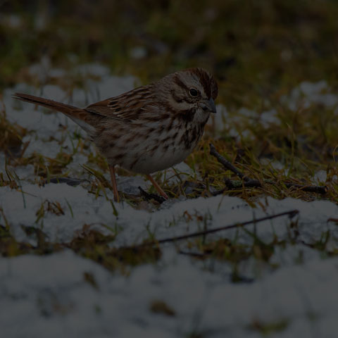 Song Sparrow