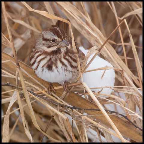 Song Sparrow