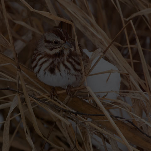 Song Sparrow