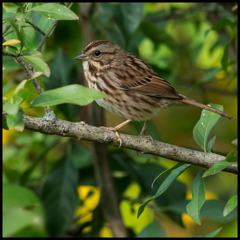 Song Sparrow