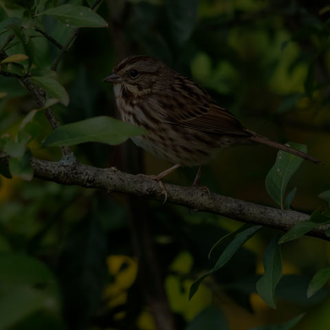 Song Sparrow