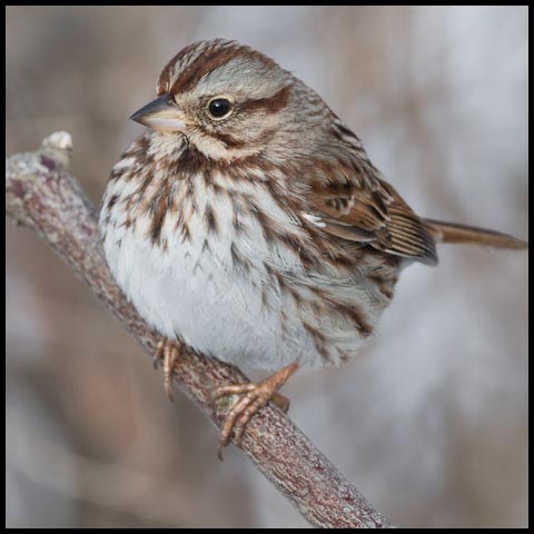 Song Sparrow