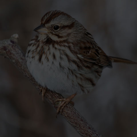 Song Sparrow