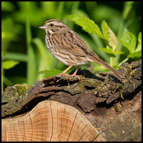 Song Sparrow
