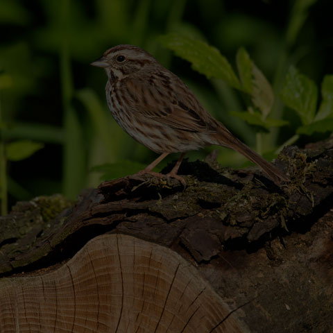 Song Sparrow